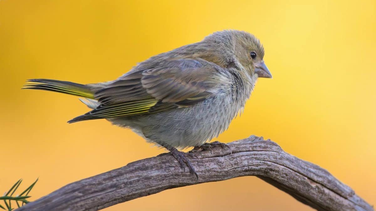A small bird perched on a branch against a vibrant yellow background, showcasing nature's beauty.