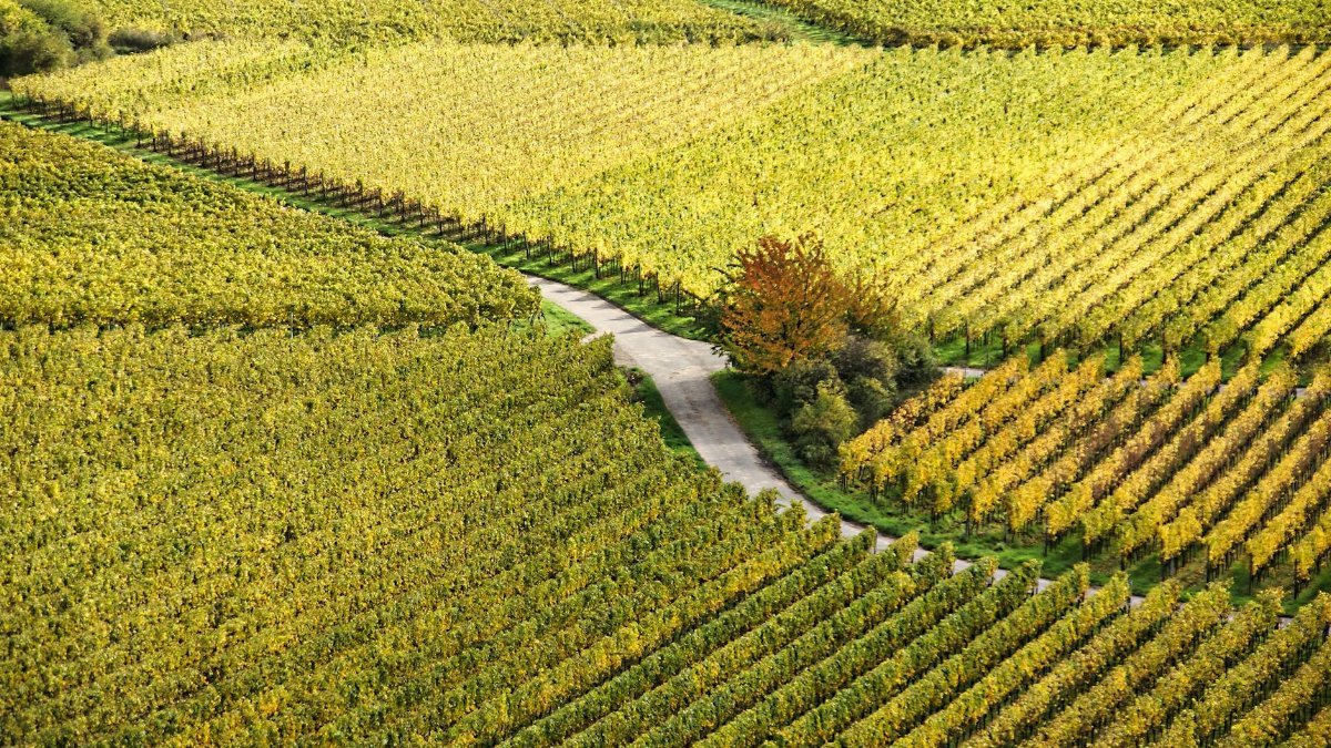 High angle view of colorful vineyards in autumn, featuring a winding rural road.