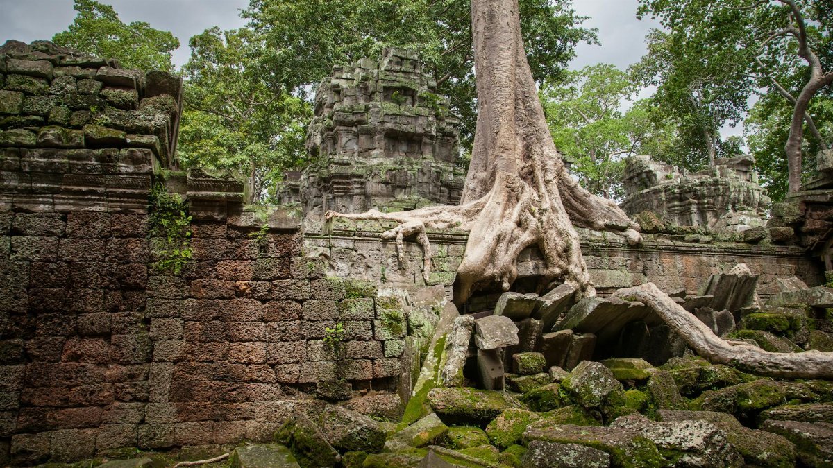 Explore the mesmerizing tree roots entwined in the ruins of Angkor Wat Temple in Cambodia.