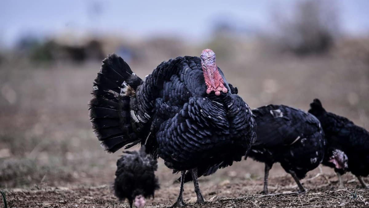 Close-up of wild turkeys foraging on a field during the day.