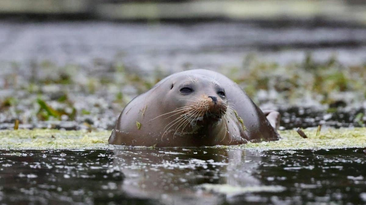 A harbor seal swimming in the waters of California, showcasing its natural habitat.