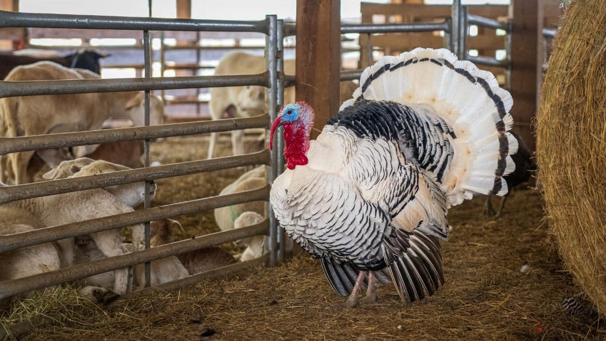 Royal Palm turkey stands in a barn with sheep and hay bales creating a rustic farm scene.