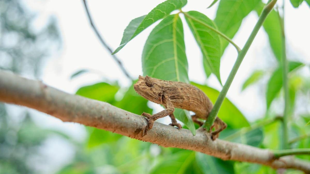 A camouflaged chameleon blends into a tree branch amidst lush green leaves.
