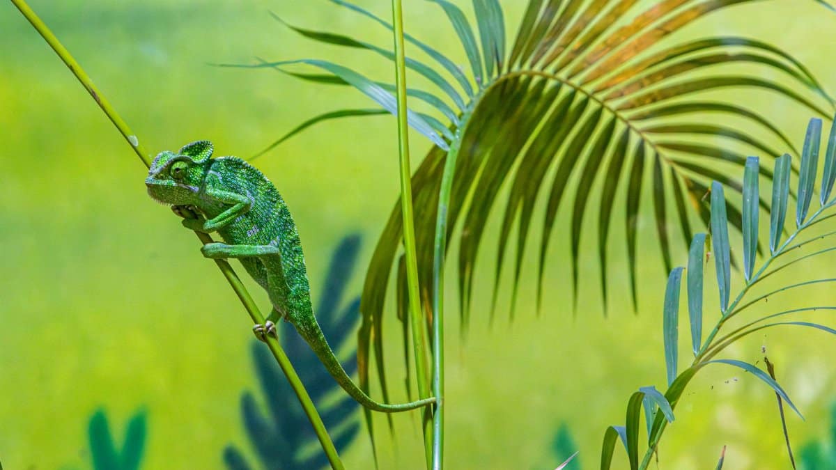 A vibrant chameleon camouflages on a tropical branch, blending with lush greenery.