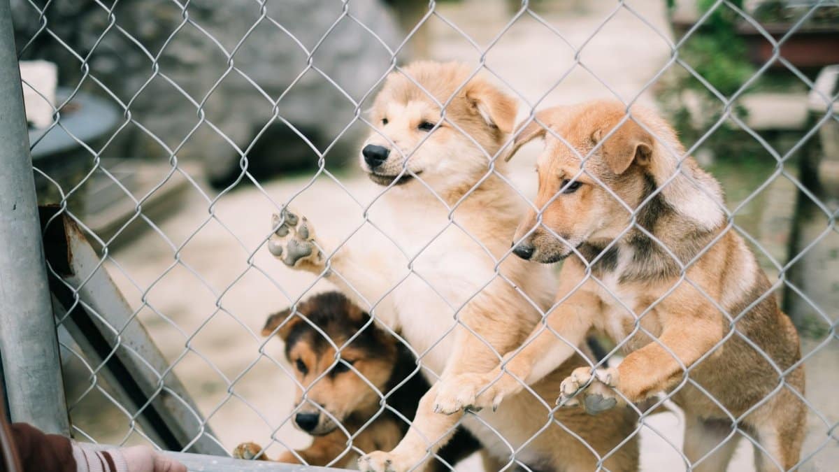 Three cute puppies eagerly behind a chain-link fence, seeking attention and love.