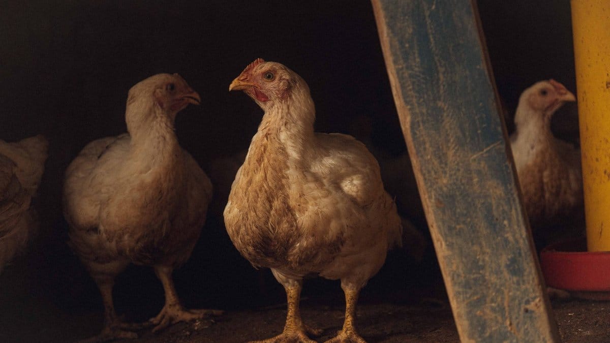 Chickens standing together inside a dimly lit barn, surrounded by rustic wood.