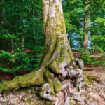 Massive tree trunk with gnarled roots in verdant forest setting, showcasing nature's beauty.
