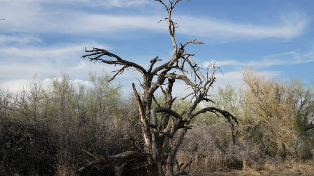 A striking dead tree standing against the desert sky in Phoenix, Arizona's arid landscape.