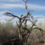 A striking dead tree standing against the desert sky in Phoenix, Arizona's arid landscape.