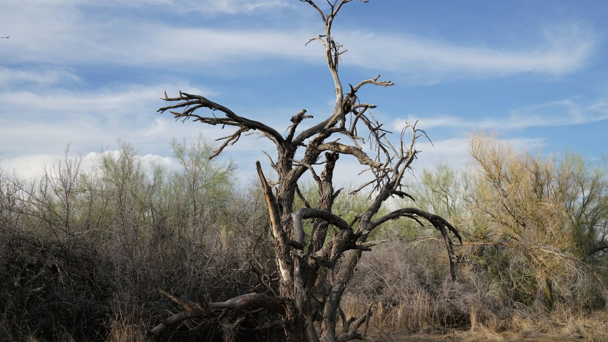 A striking dead tree standing against the desert sky in Phoenix, Arizona's arid landscape.