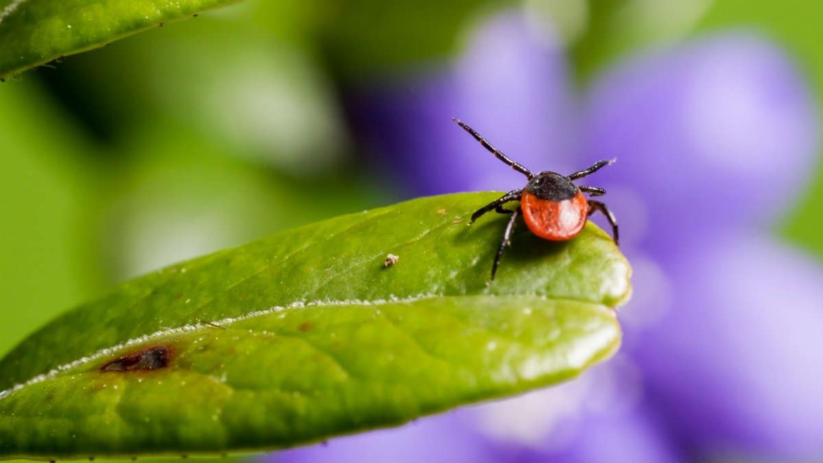 Macro shot of a vibrant red and black tick on a fresh green leaf with blurred purple flowers in the background.