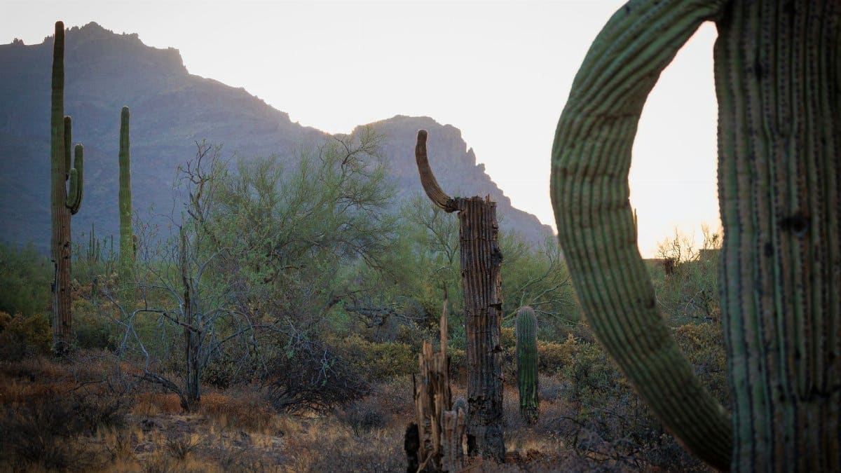Scenic view of cacti in the Superstition Mountains during sunset, Arizona.