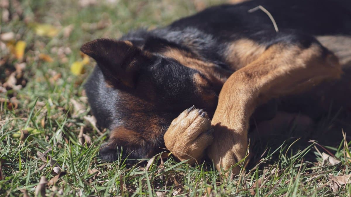 A playful mixed breed dog rests with its paw covering its face on sunny grass.