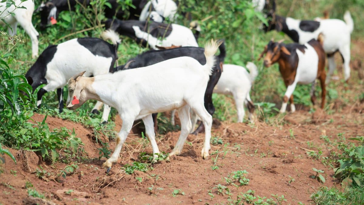 A herd of goats with ear tags grazing on a lush green farm landscape.