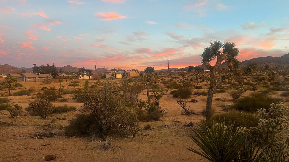 Beautiful desert scene with Joshua trees and vibrant sunset sky in Joshua Tree, CA.
