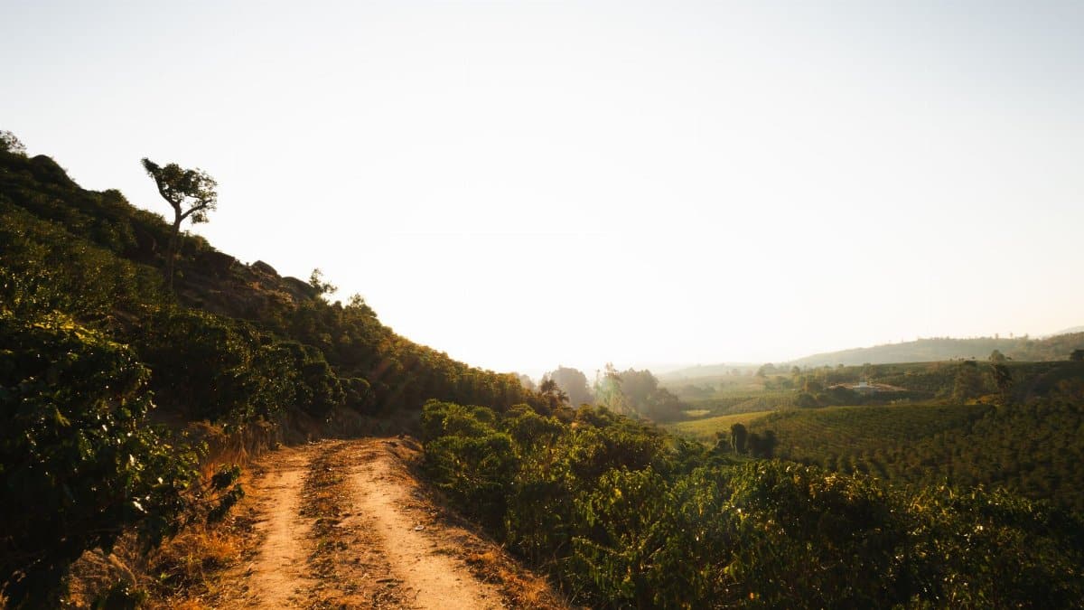 A serene landscape with a dirt path leading through lush hills at sunrise or sunset.
