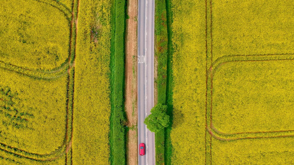 Drone shot capturing a red car driving through vibrant yellow fields in the English countryside.