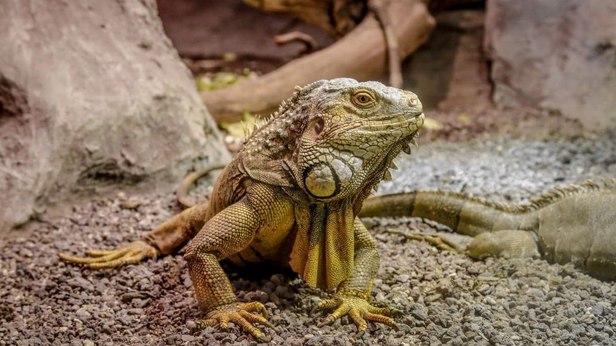 Detailed view of a Green Iguana (Iguana iguana) in its rocky environment, showcasing texture and colors.