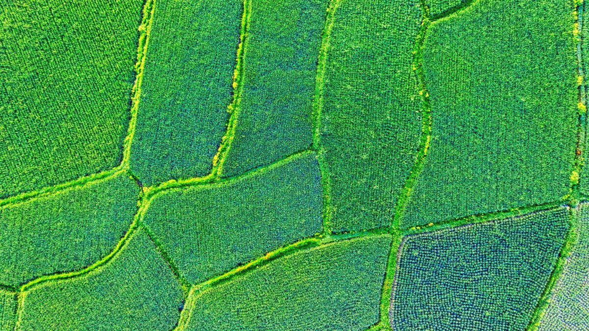 Aerial shot of vibrant rice fields in West Java, showcasing the lush greenery and agricultural patterns.