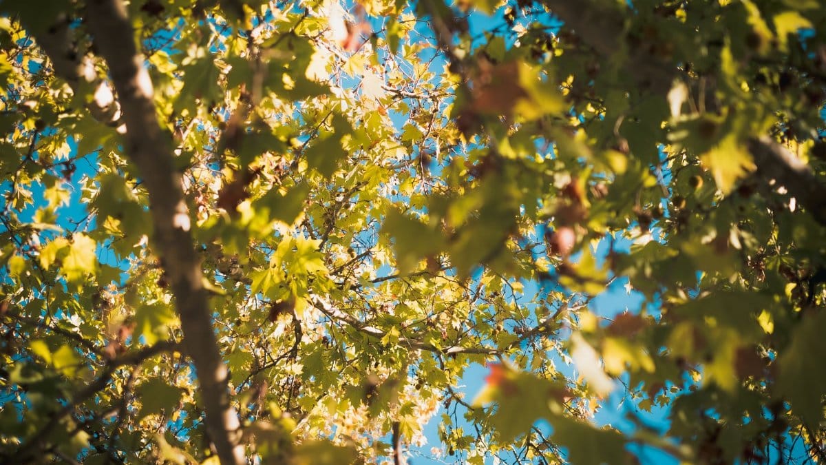 Lush autumn leaves captured with sunlight filtering through, set against a vibrant blue sky in Madrid.