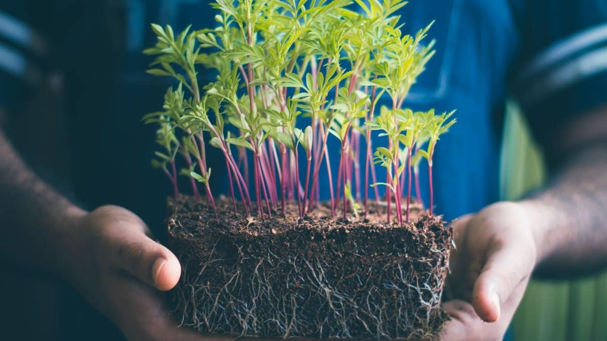 Close-up of hands holding green seedlings with visible soil and roots, capturing growth concept.