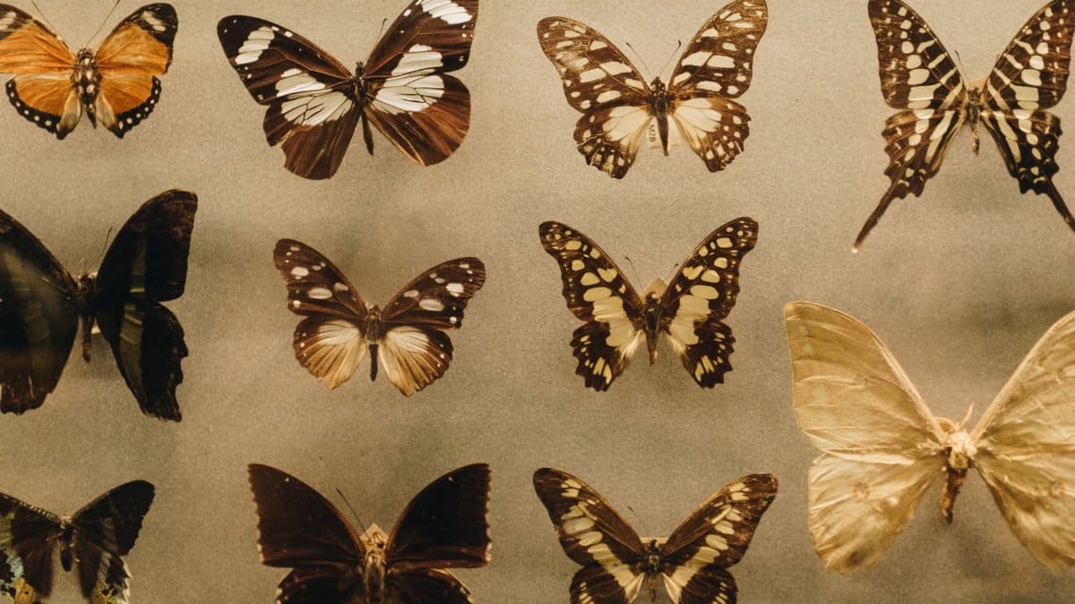 A stunning array of diverse butterfly specimens captured in a museum setting, showing intricate wing patterns.