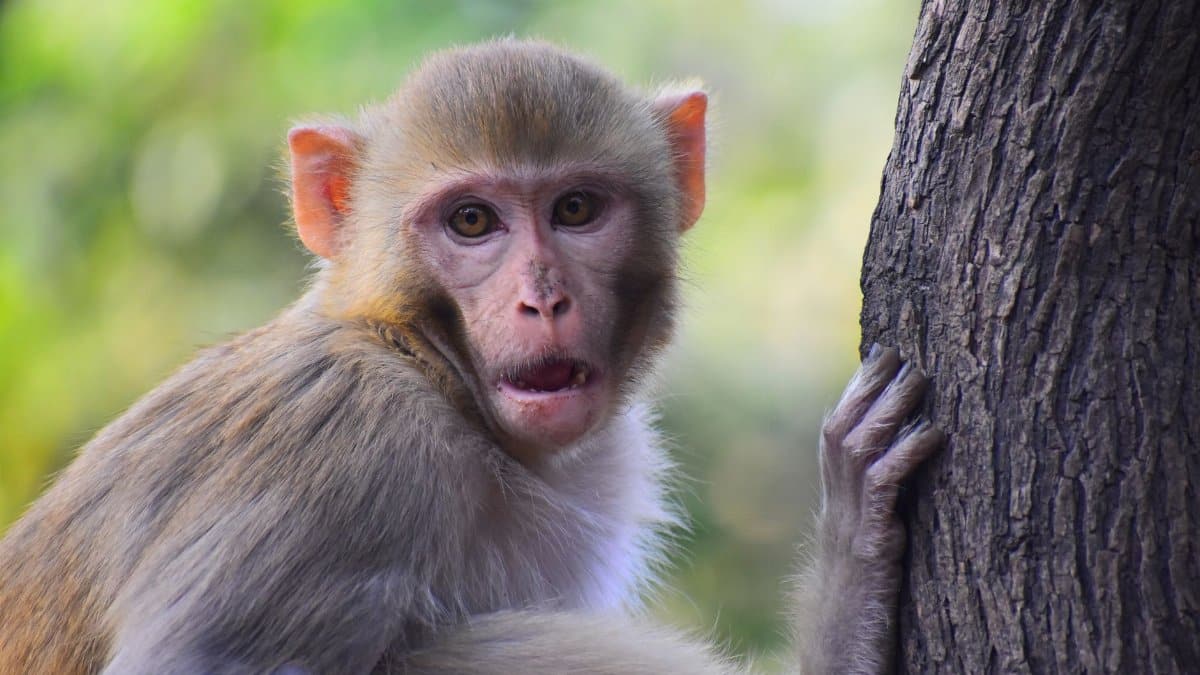 Close-up of a rhesus macaque holding a tree, set against a green blurred background.