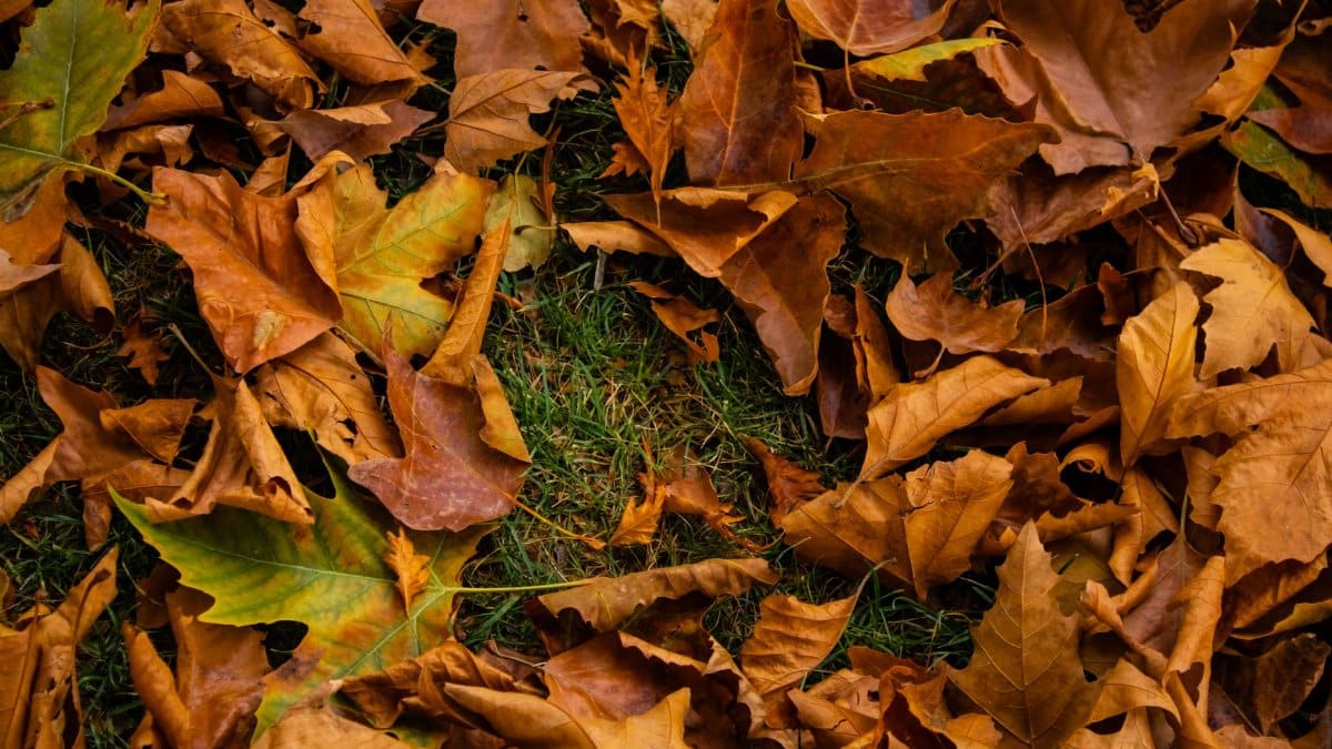 Close-up view of vibrant autumn fallen leaves piled on green grass.