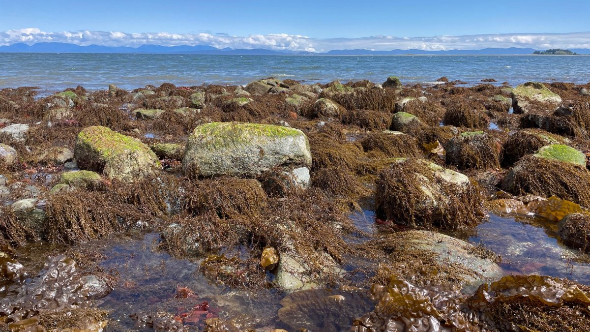 A scenic view of a rocky shore with seaweed-covered rocks exposed at low tide under a bright blue sky.