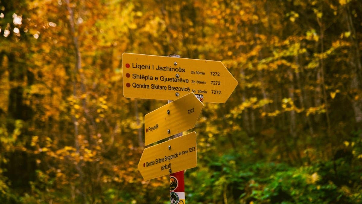 Yellow signposts marking directions in a scenic autumn forest landscape.