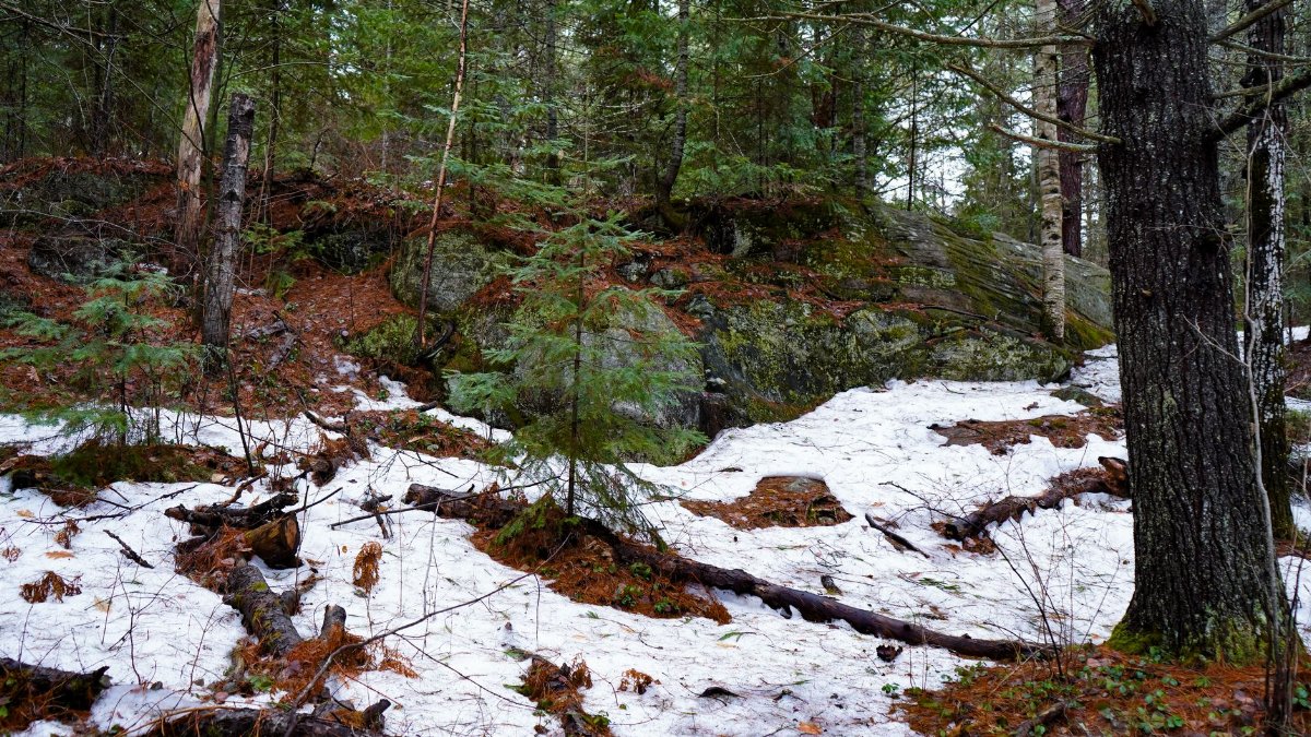 Forest scene in early spring showing melting snow and evergreen trees.