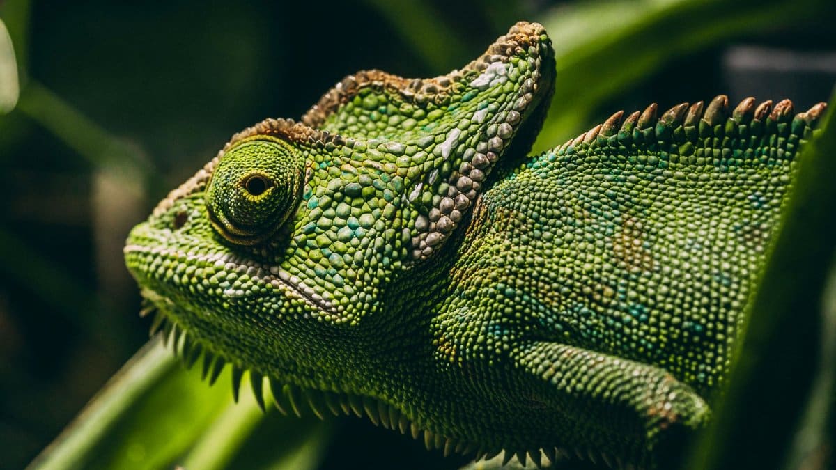 Detailed close-up of a green chameleon blending into its natural jungle surroundings.