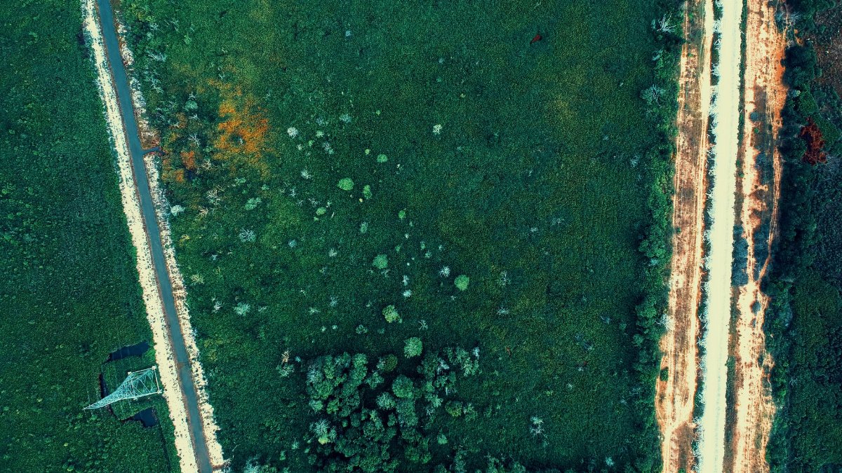 Aerial view capturing green vegetation surrounded by roads, showcasing nature's texture from above.