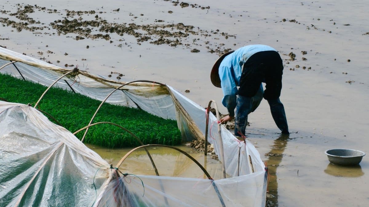 A farmer tending to rice seedlings in a flooded, rural rice field, showcasing traditional agriculture practices.