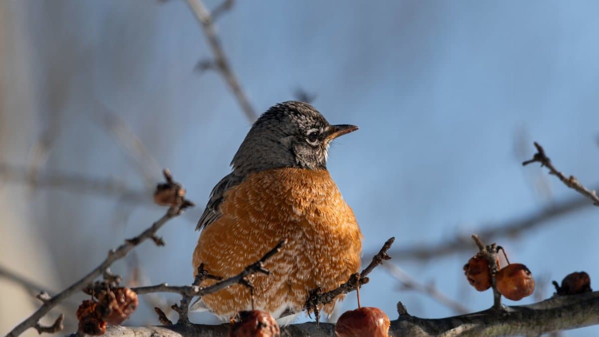 American Robin perched on a leafless branch during winter, Ashtabula, Ohio.