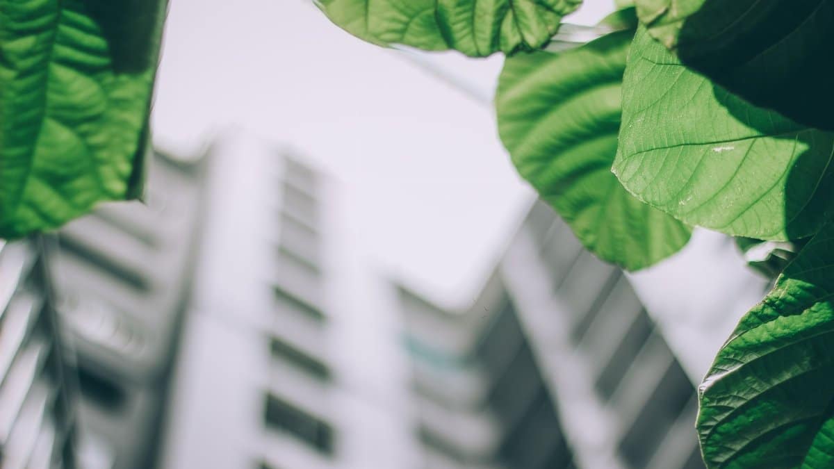 Vibrant green leaves contrast against a blurred modern high-rise building, depicting urban nature.