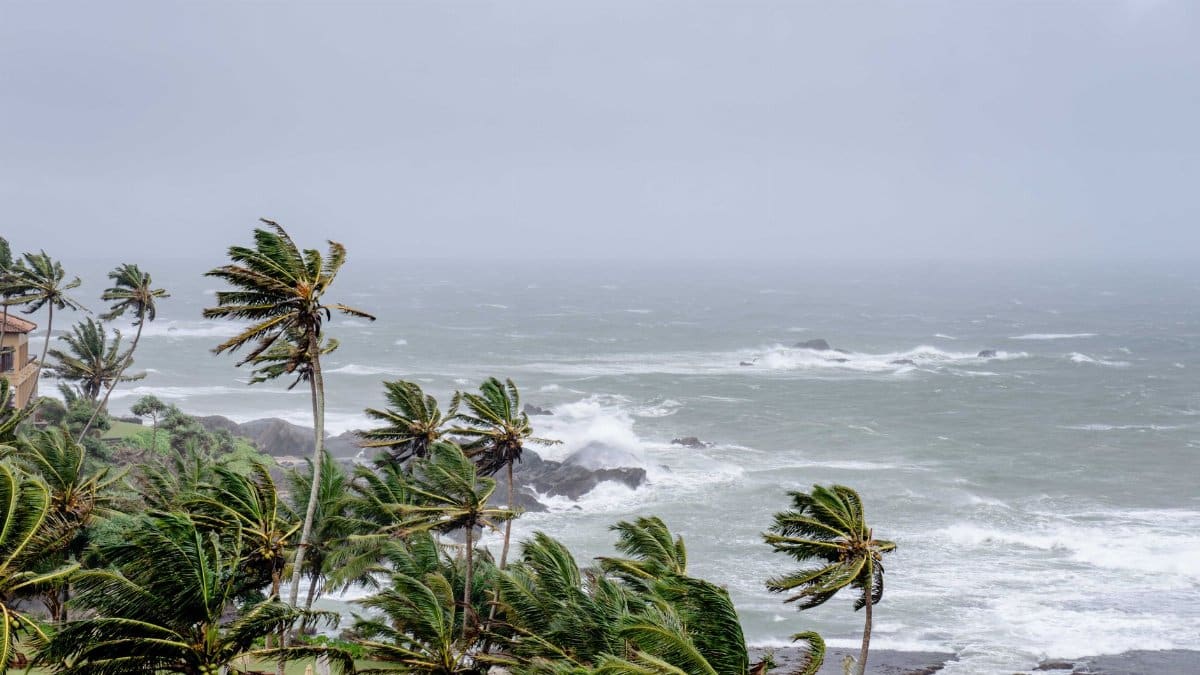 Palm trees swaying in strong winds by a stormy ocean seascape.