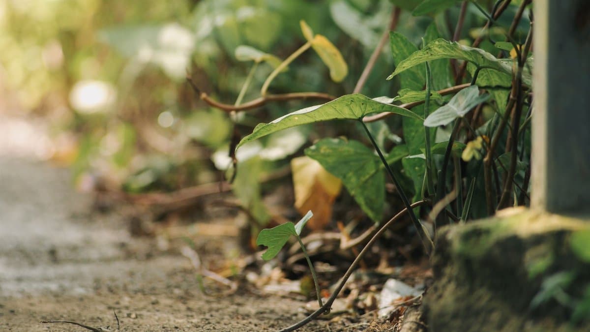 A serene close-up image of green leaves along a dirt path, evoking a sense of tranquility and nature.