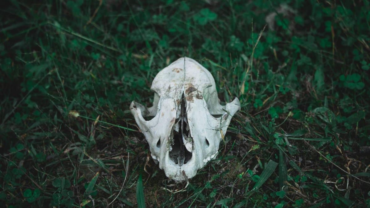Close-up of an animal skull resting on lush green grass.