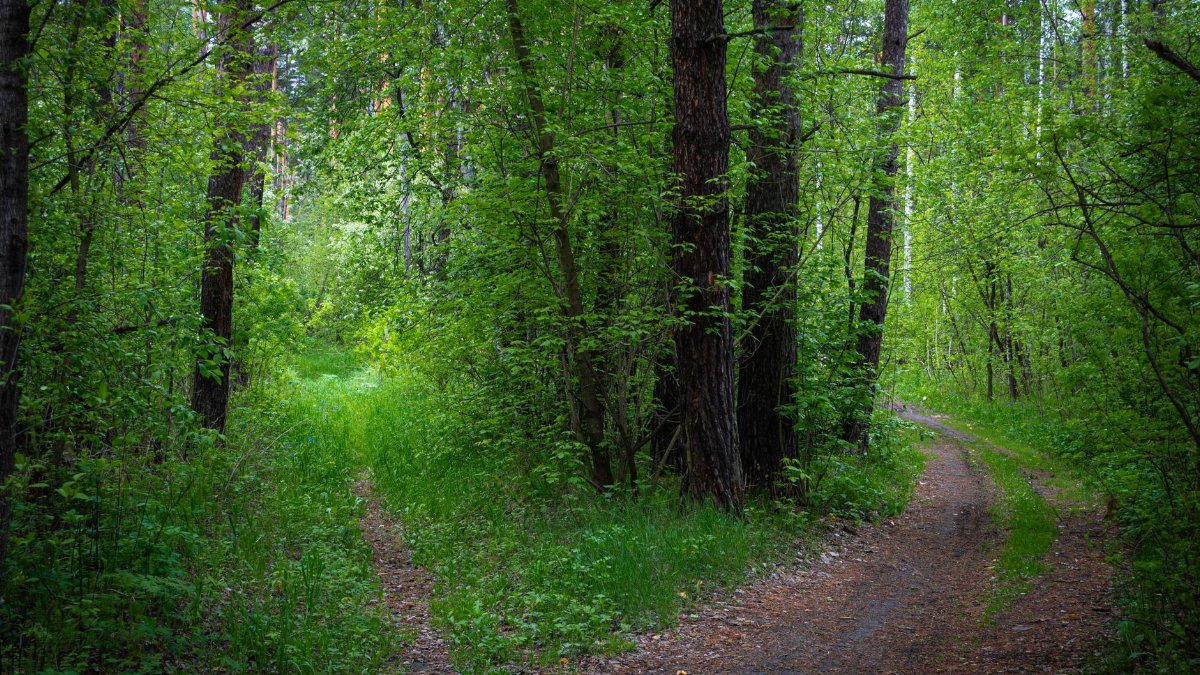A peaceful forest path surrounded by lush green trees, perfect for nature walks and exploration.
