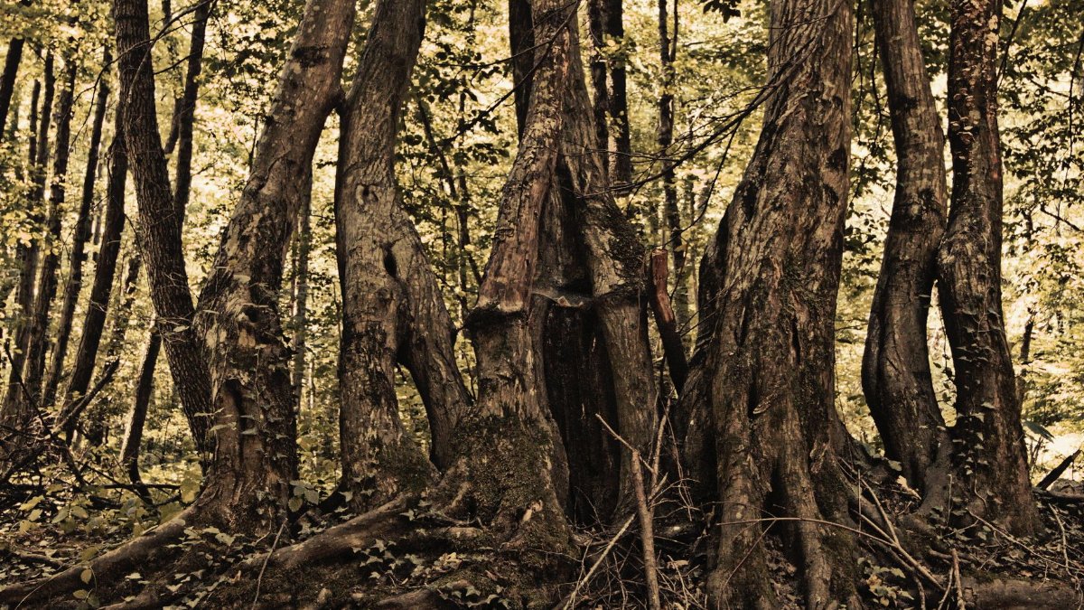 Shabby aged trunks of trees with roots growing together on glade in peaceful woods