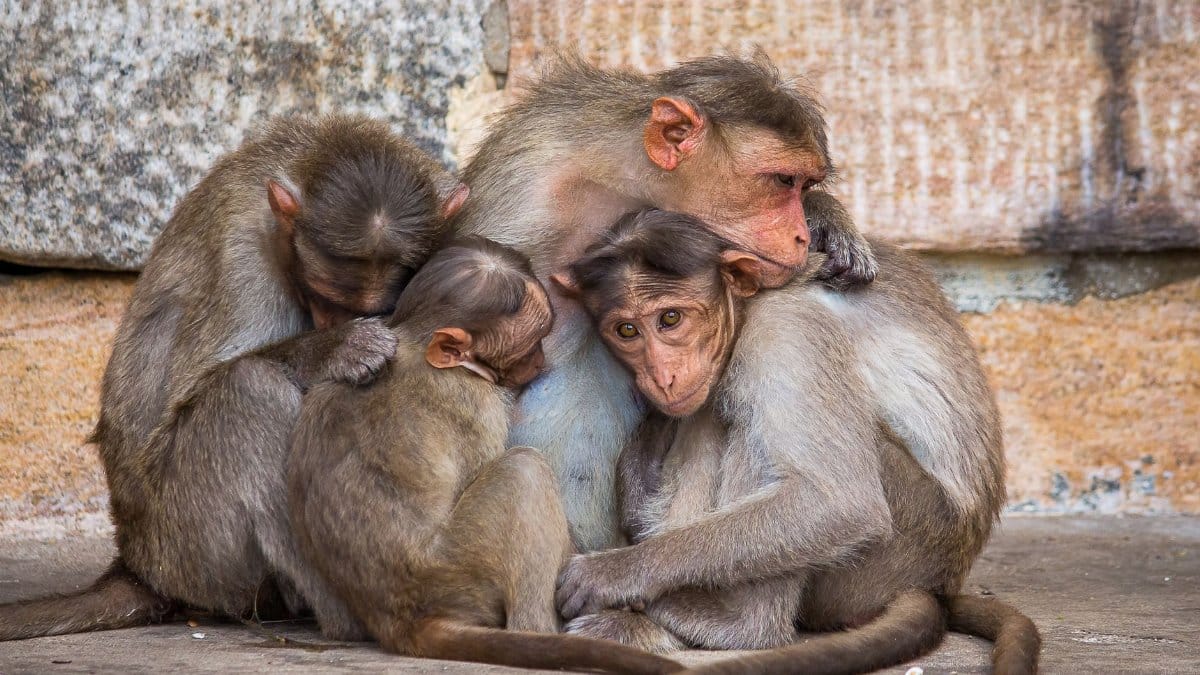 A family of macaques cuddling warmly, showcasing tender affection and social bonding.