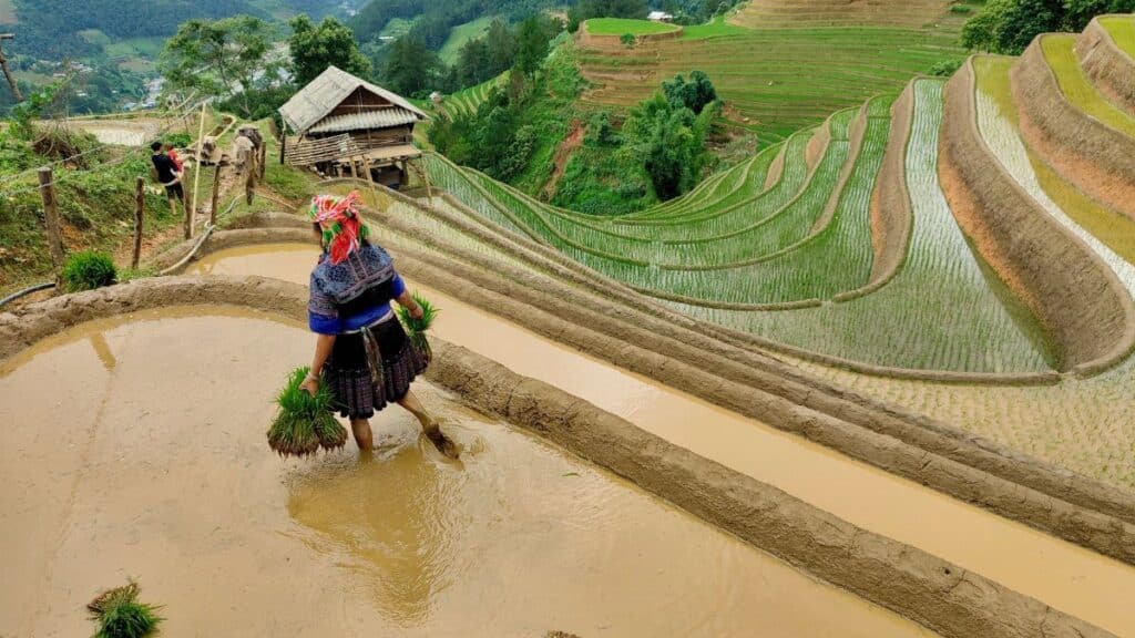 Farmer planting rice on terraced fields in lush mountainous landscape.
