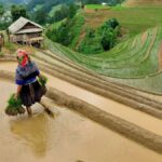 Farmer planting rice on terraced fields in lush mountainous landscape.
