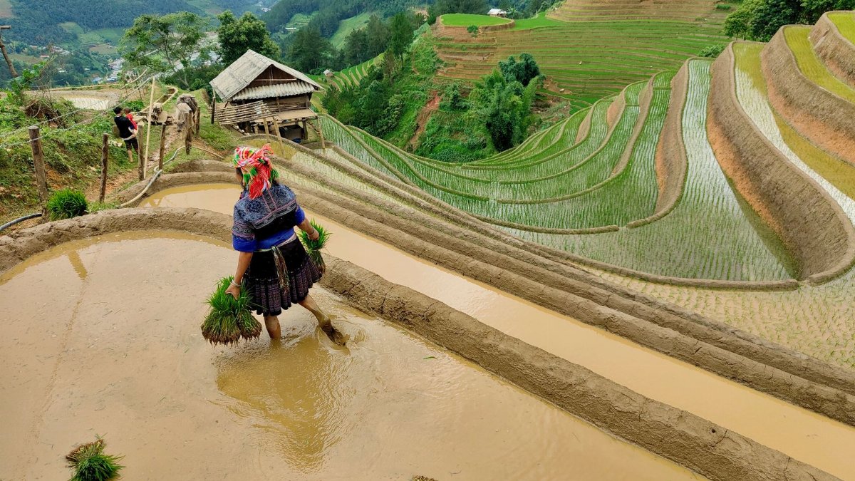 Farmer planting rice on terraced fields in lush mountainous landscape.