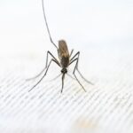 Detailed close-up of a mosquito standing on a textured white surface.