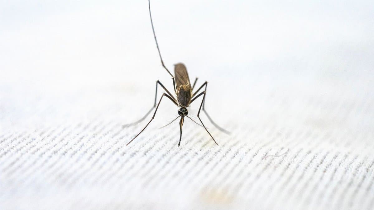 Detailed close-up of a mosquito standing on a textured white surface.