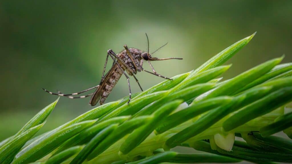 Detailed macro shot of a Southern Saltmarsh Mosquito perched on a green plant stem.