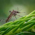 Detailed macro shot of a Southern Saltmarsh Mosquito perched on a green plant stem.