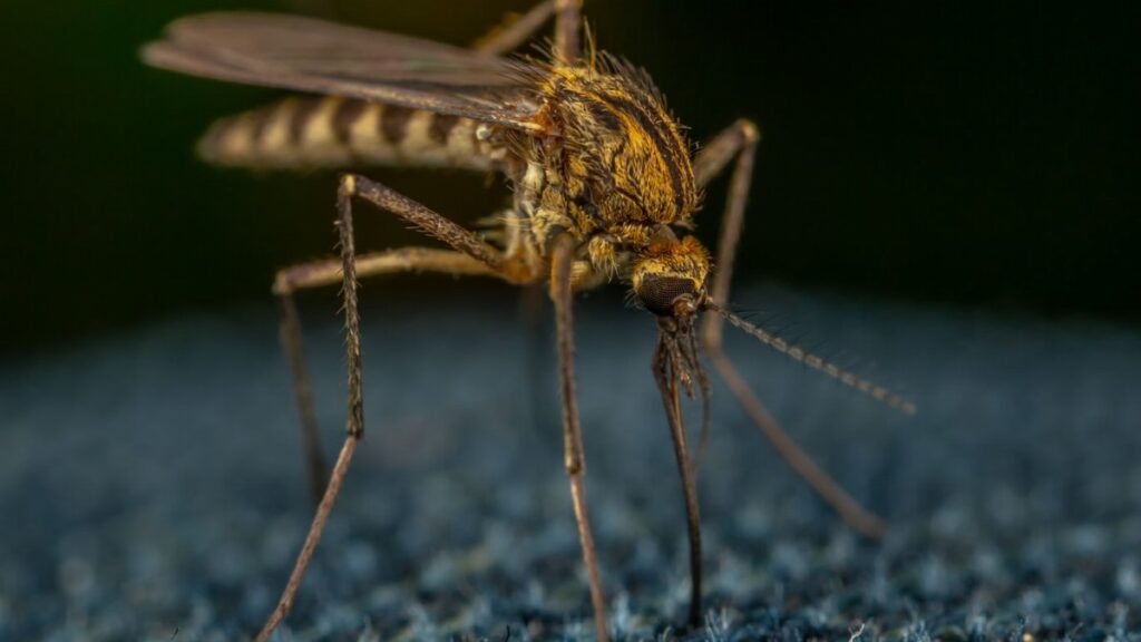 Macro view of a mosquito on textured fabric, highlighting details and textures.